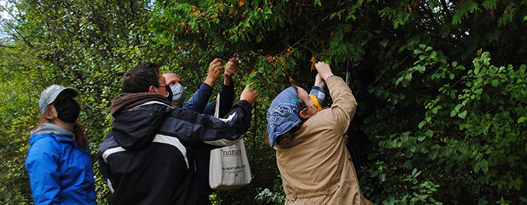 Photo of people collecting seeds from trees