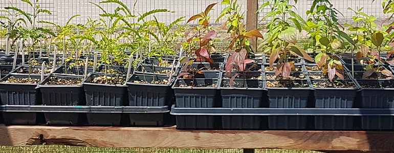 Photo of tree seedlings  