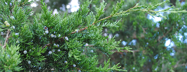 Photo of juniper berries