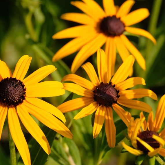 Black Eyed Susan